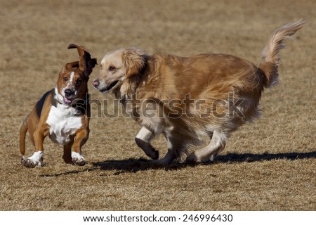 Basset hound and golden retriever having fun at Colorado off leash dog park