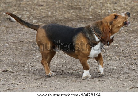 Howling basset hound in off leash dog park