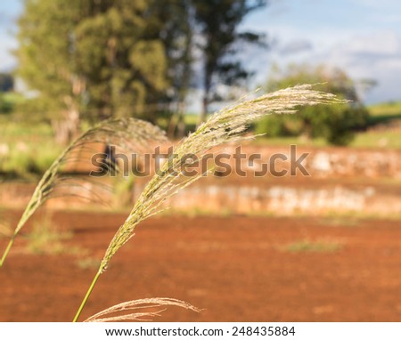 dry grass old coffee farm
