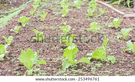 lettuce kitchen garden