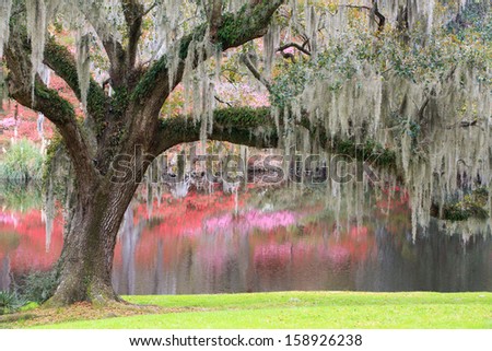 Charleston, South Carolina southern living oak tree with hanging moss in an outdoor garden