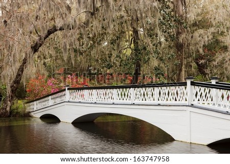 In Charleston, South Carolina, this white, wooden ornamental pedestrian bridge provides a romantic experience for visitors at Magnolia Garden Plantation in spring.