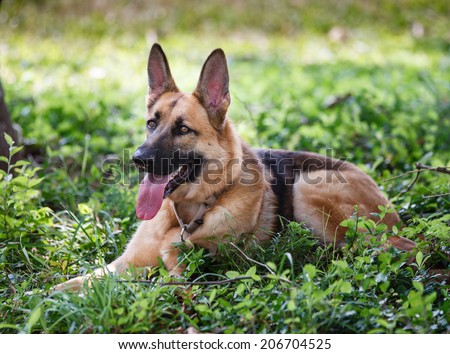 German Shepherd Dog resting outdoors in a field.