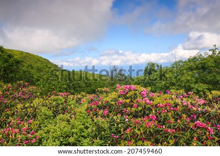 Landscape view of seasonal catawba rhododendrons at Craggy Gardens in Western North Carolina.