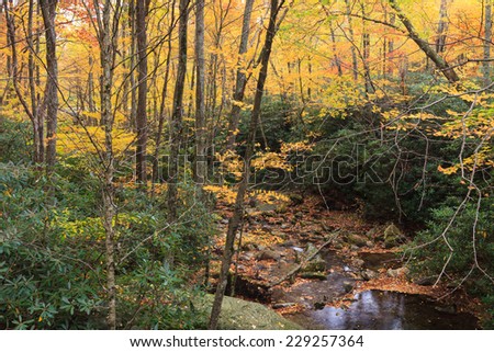 A stream in the Blue Ridge Appalachian Mountains surrounded by the shades of autumn as the leaves on the forest trees change colors for the season.