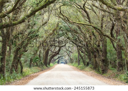 Canopy of trees and hanging moss over the dirt road entrance to Botany Bay Wildlife Management area near Charleston, South Carolina.