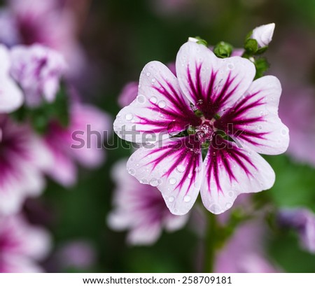 Close up pink and purple geranium in outdoor flower garden.