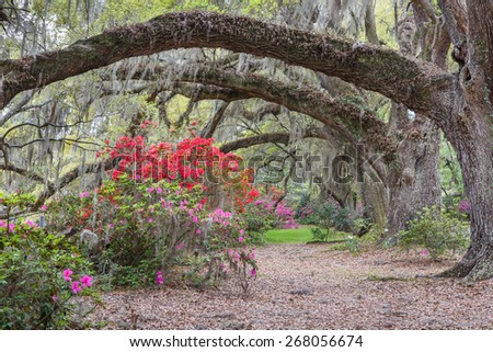Azaleas and live oak trees with hanging moss in spring in Charleston, South Carolina.