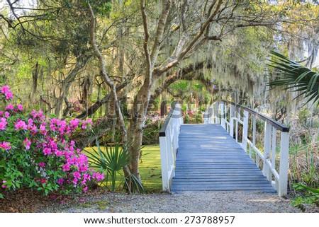 Spring in a southern garden of azaleas, trees and hanging moss with a wooden pedestrian footbridge across the swampy water.