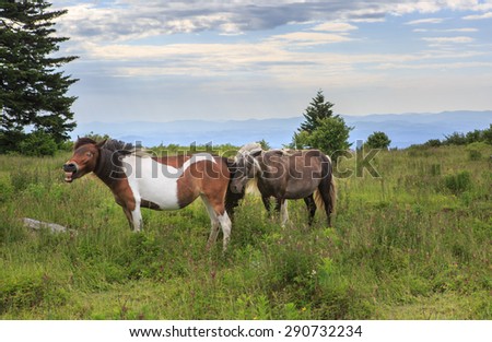 Wild ponies on Grayson Highlands State Park mountain range along the Appalachian Trail in Virginia.