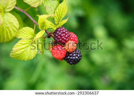 Black raspberries, rubus occidentalis, are edible fruit native to eastern North America that peak in summer.