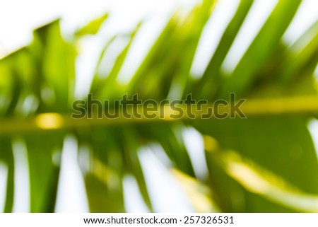 Banana leaves damaged by wind. Blurred with soft lighting.