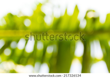 Banana leaves. Blurred with soft lighting.