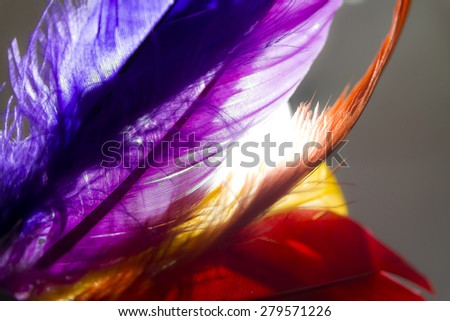 Close-up of colorful feather with light on background.