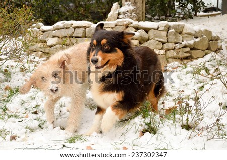 Two dogs running in the snow garden