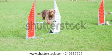 Dog running at agility dog competition