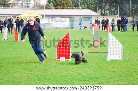 Campello sul Clitunno, Italy - December 28, 2014: Poodle dog running during agility dog competition.