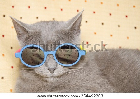 Portrait of crazy british shorthair kitten with summer sunglasses.
