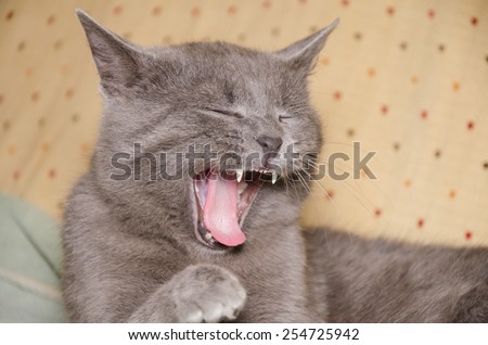 Meowing British shorthair cat. isolated on yellow background.