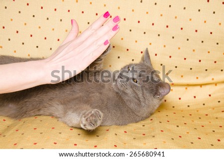 Woman Hand making a give me five with chartreux cat