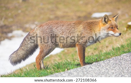 A full length portrait of a red fox in natural environment.
