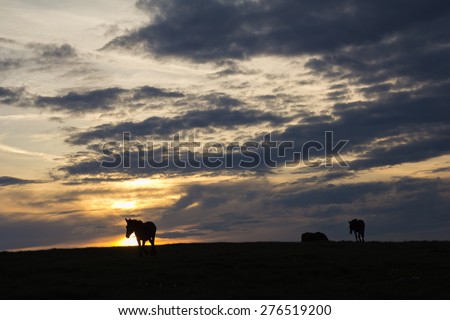 Group of horses silhouettes at sunset in the Subasio mountain, Umbria - Italy.