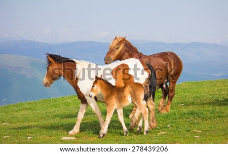 Photo of happy family of horses at Subasio mountain in Umbria - Italy.