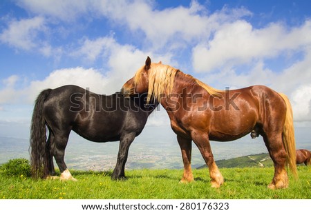 Image of two horses in love