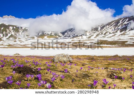 Spring mountain landscape with purple crocuses at Campo Imperatore, Abruzzo - Italy.