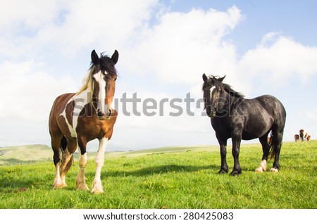 Black stallion and young paint horse on the mountain pasture