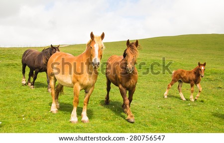 Horses family walking on the park