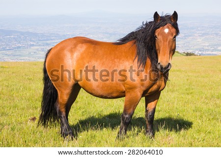 Photo of brown horse