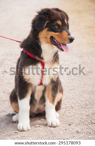 Portrait of puppy australian shepherd dog with red collar.
