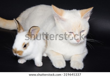 Studio portrait of two puppies: kitten and bunny isolated on black background.