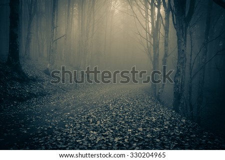 Path through a dark forest in the national park of Foreste Casentinesi, Tuscany.