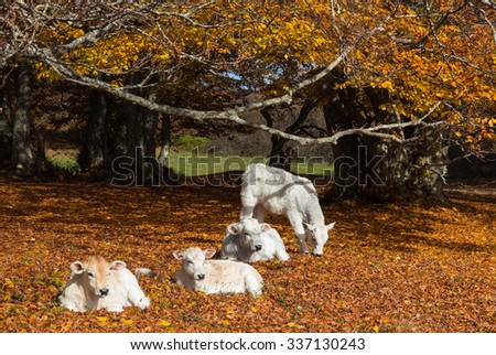 Group of little white cows on autumn beech forest.