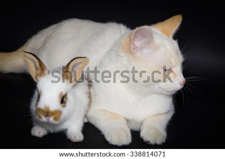 Studio portrait of white cat and baby bunny isolated on black background.
