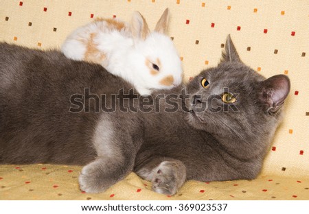 Portrait of cat with baby bunny