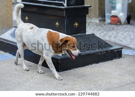 Stray dog walking alone in the street
