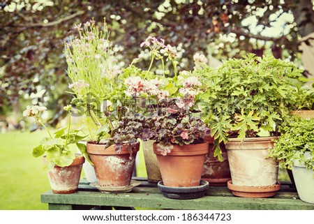 Image of rustic garden pots with geranium and other plants