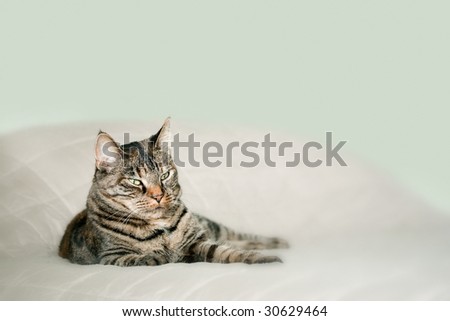 small tiger striped cat posing