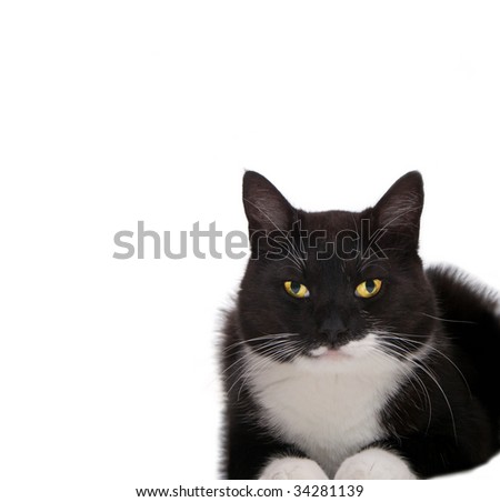 black and white cat pictures. stock photo : lack and white