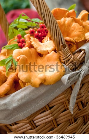 Lovely autumn produce basket with chanterelle mushrooms and cranberries