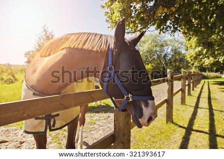 Image of a horse in the pen, wearing a netted fly mask.