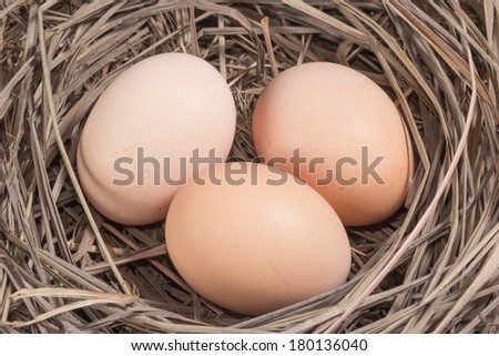 closeup brown eggs at hay nest