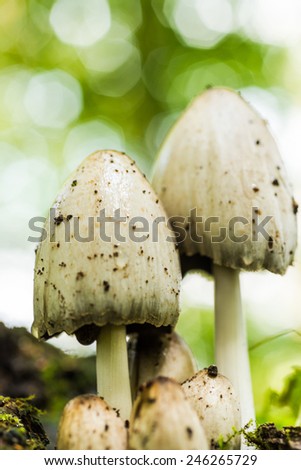 Mushrooms in a forest close up view