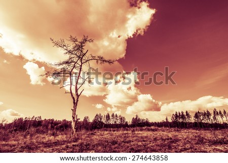 Dead tree in the sun in the bare field. Image in the yellow-red toning