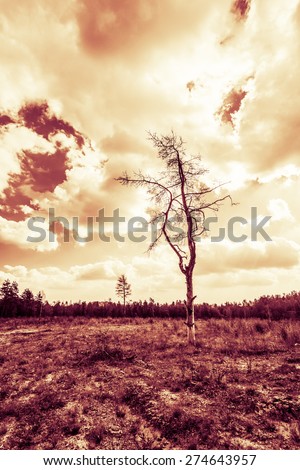 Dead tree in the sun in the bare field. Image in the yellow-red toning