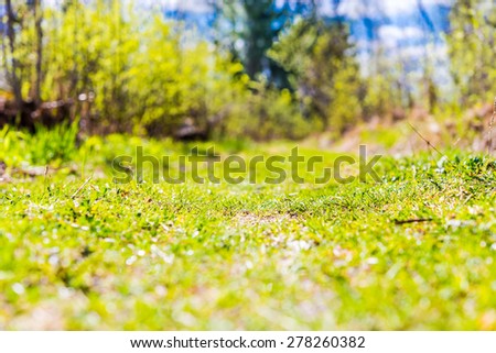 Forest path lit by the summer sun. View from ground level, focus on the grass