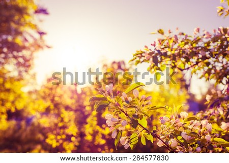 Open flowers of apple trees on the background of the spring sun. Image in the yellow-purple toning